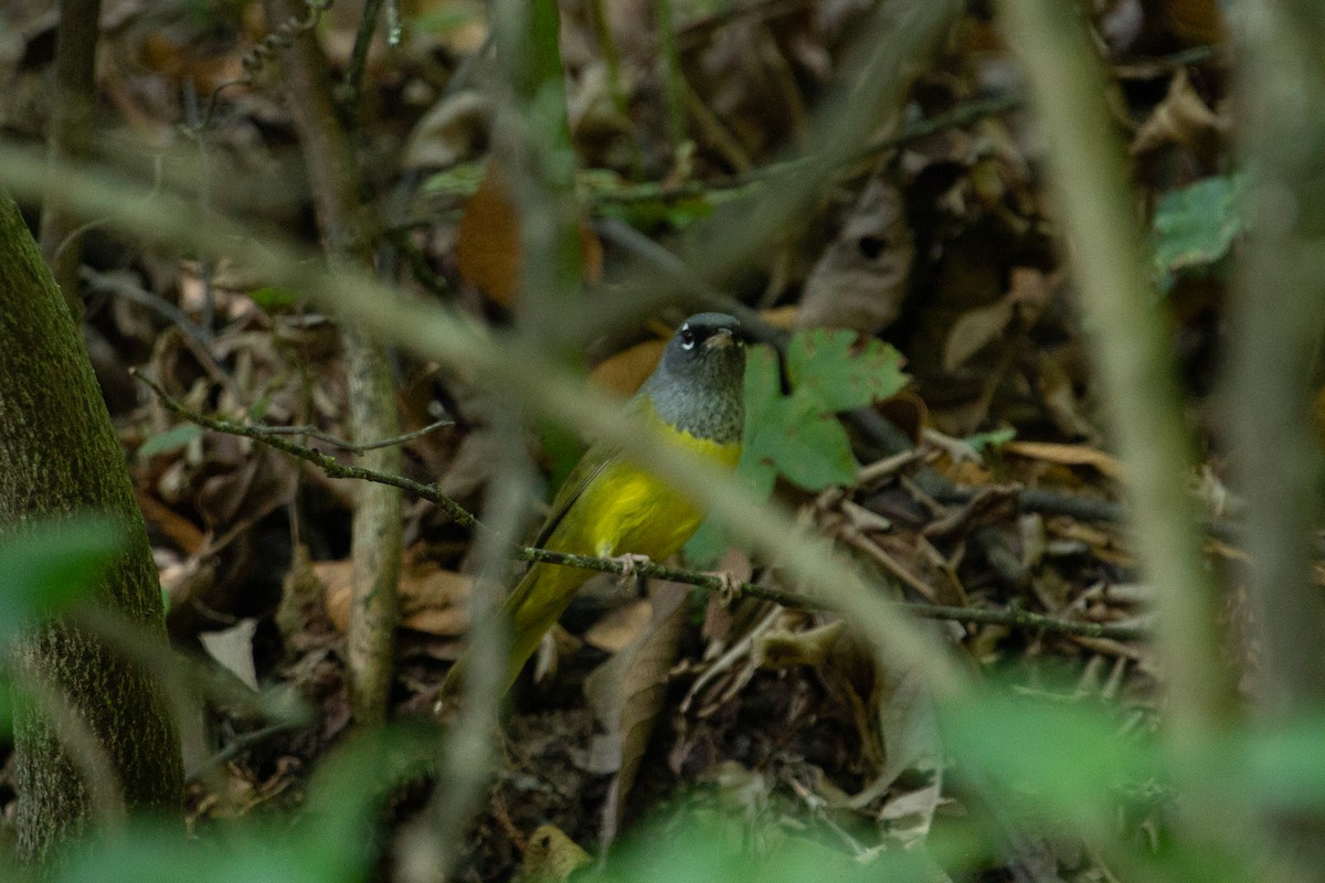 MacGillivray's Warbler - ML601081821