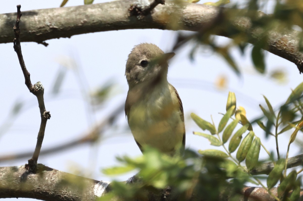 Bell's Vireo - Katherine Bell