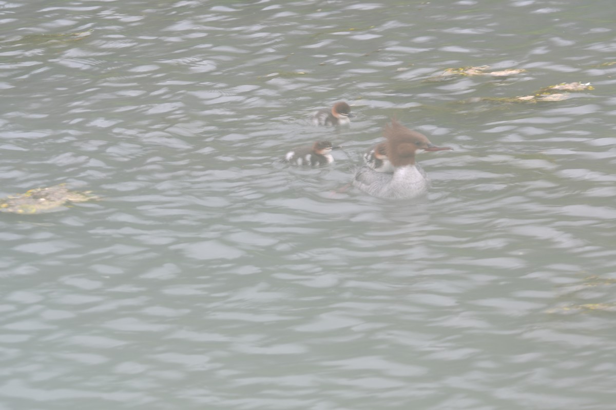 Common Merganser - ML601082021