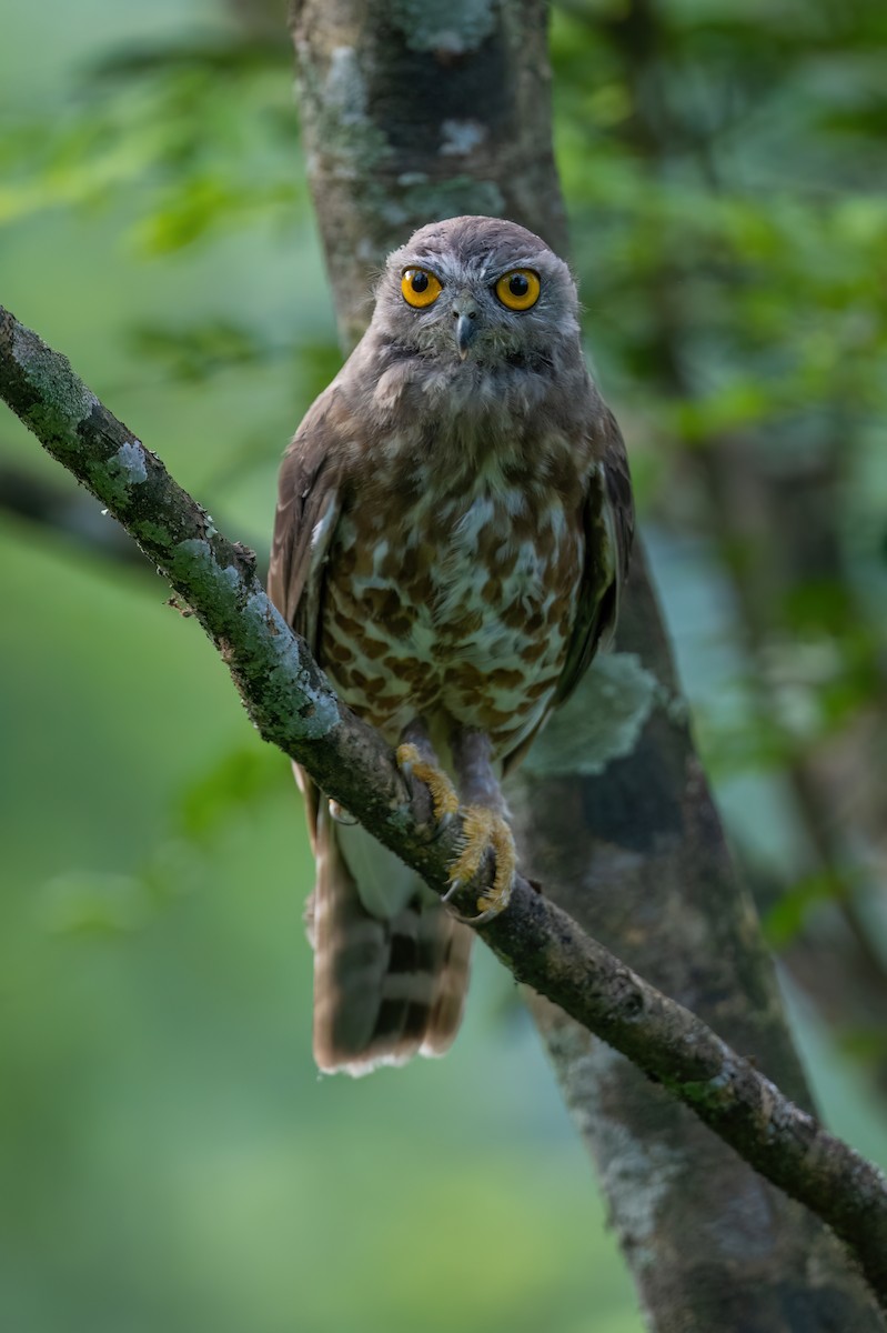 Brown Boobook - Aditya Rao