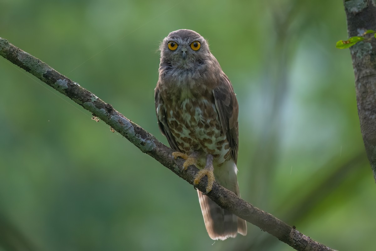 Brown Boobook - ML601082411