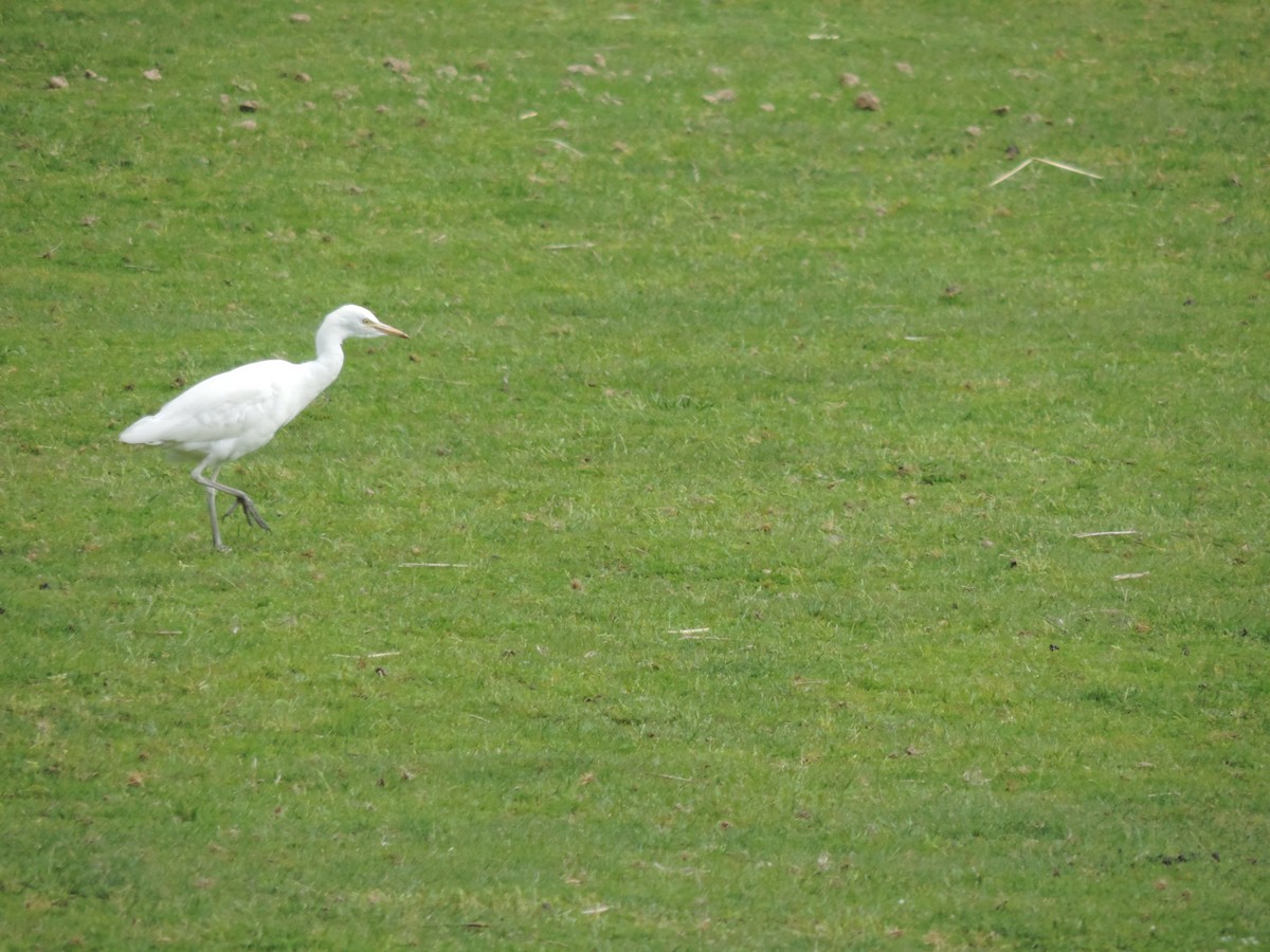 Western Cattle Egret - ML601082421