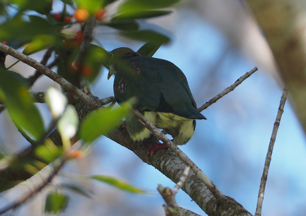 Pink-spotted Fruit-Dove - ML601082491