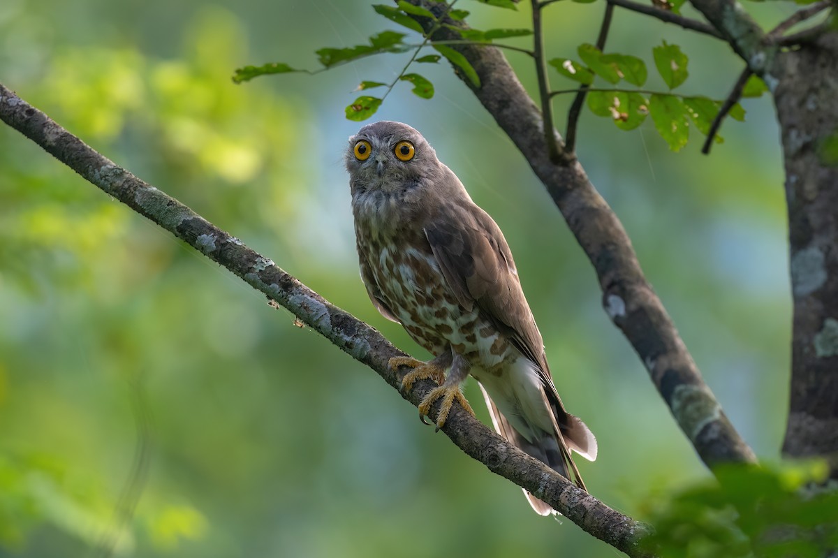 Brown Boobook - Aditya Rao