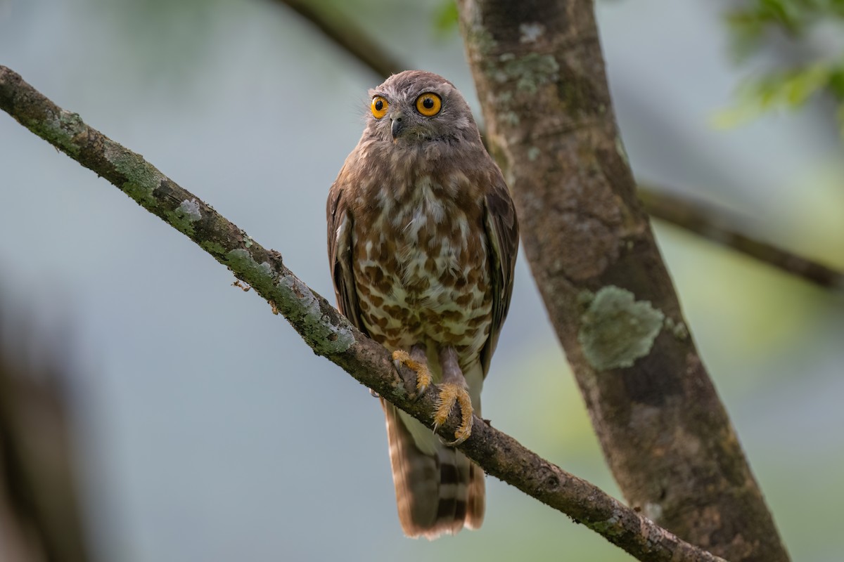 Brown Boobook - ML601082641