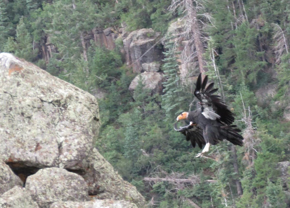 California Condor - ML601082651