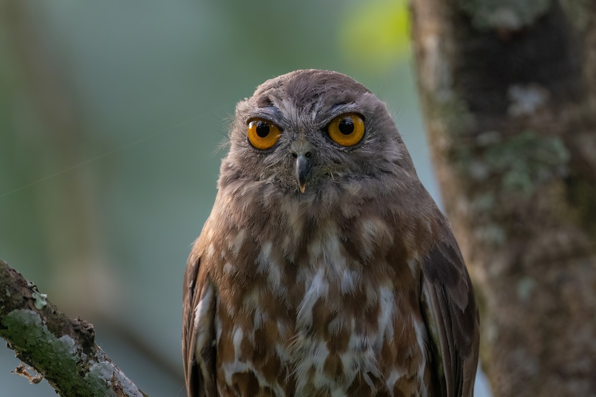 Brown Boobook - Aditya Rao