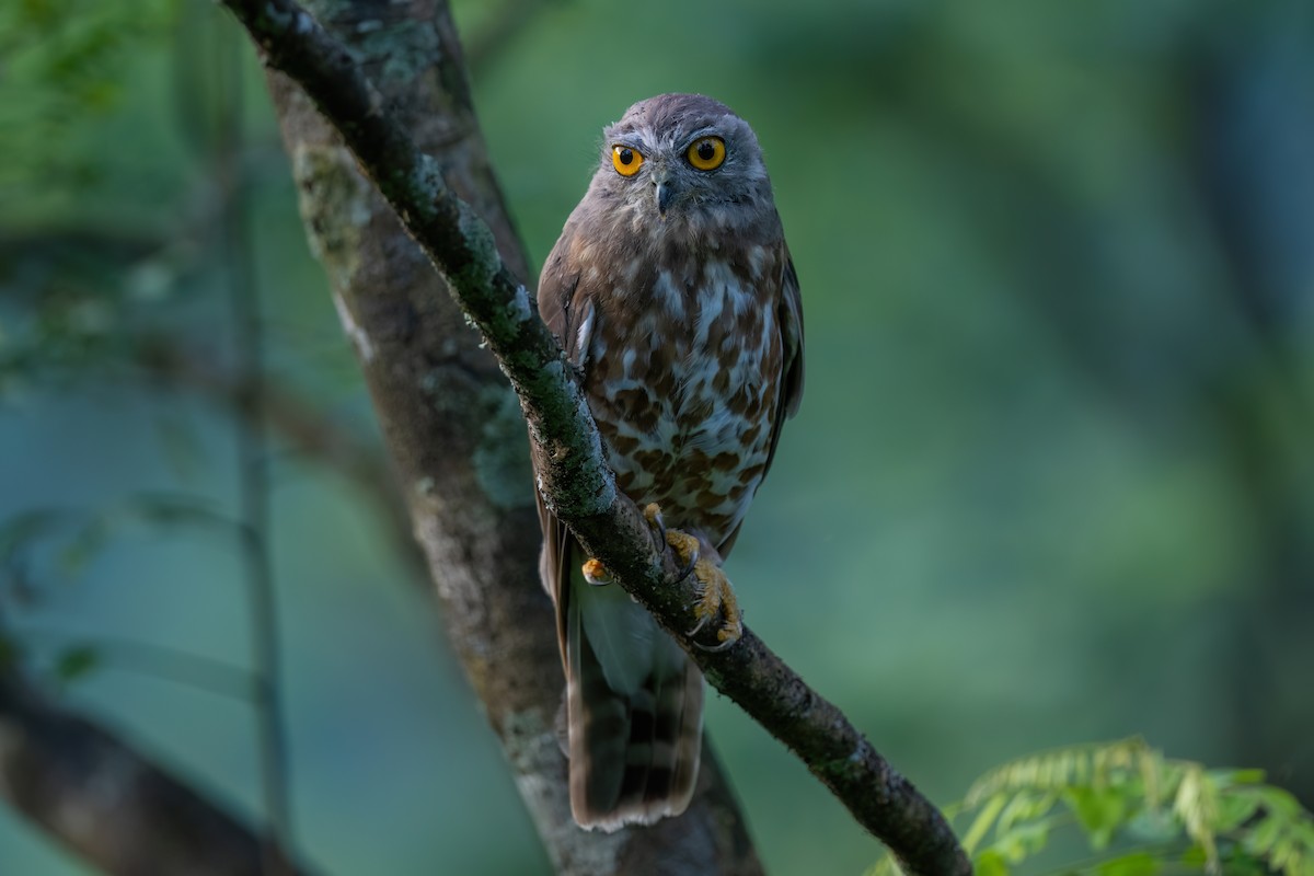 Brown Boobook - ML601082751