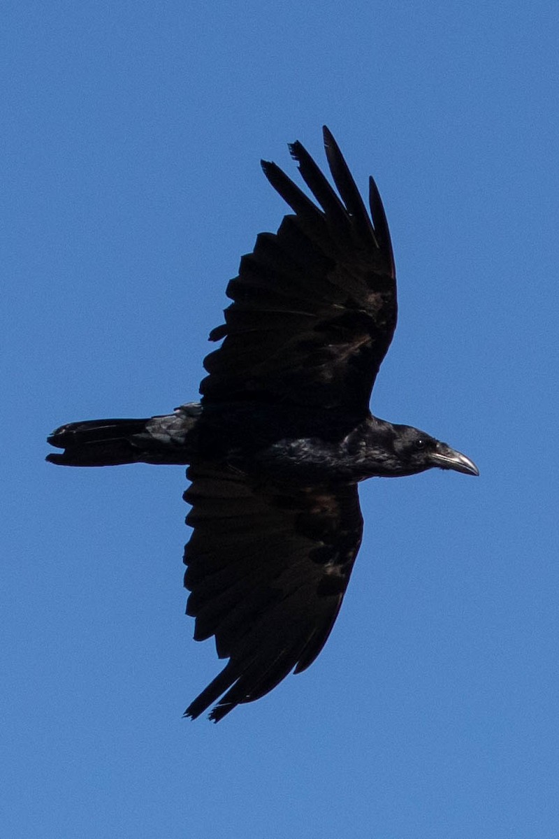 Common Raven - ML601083351