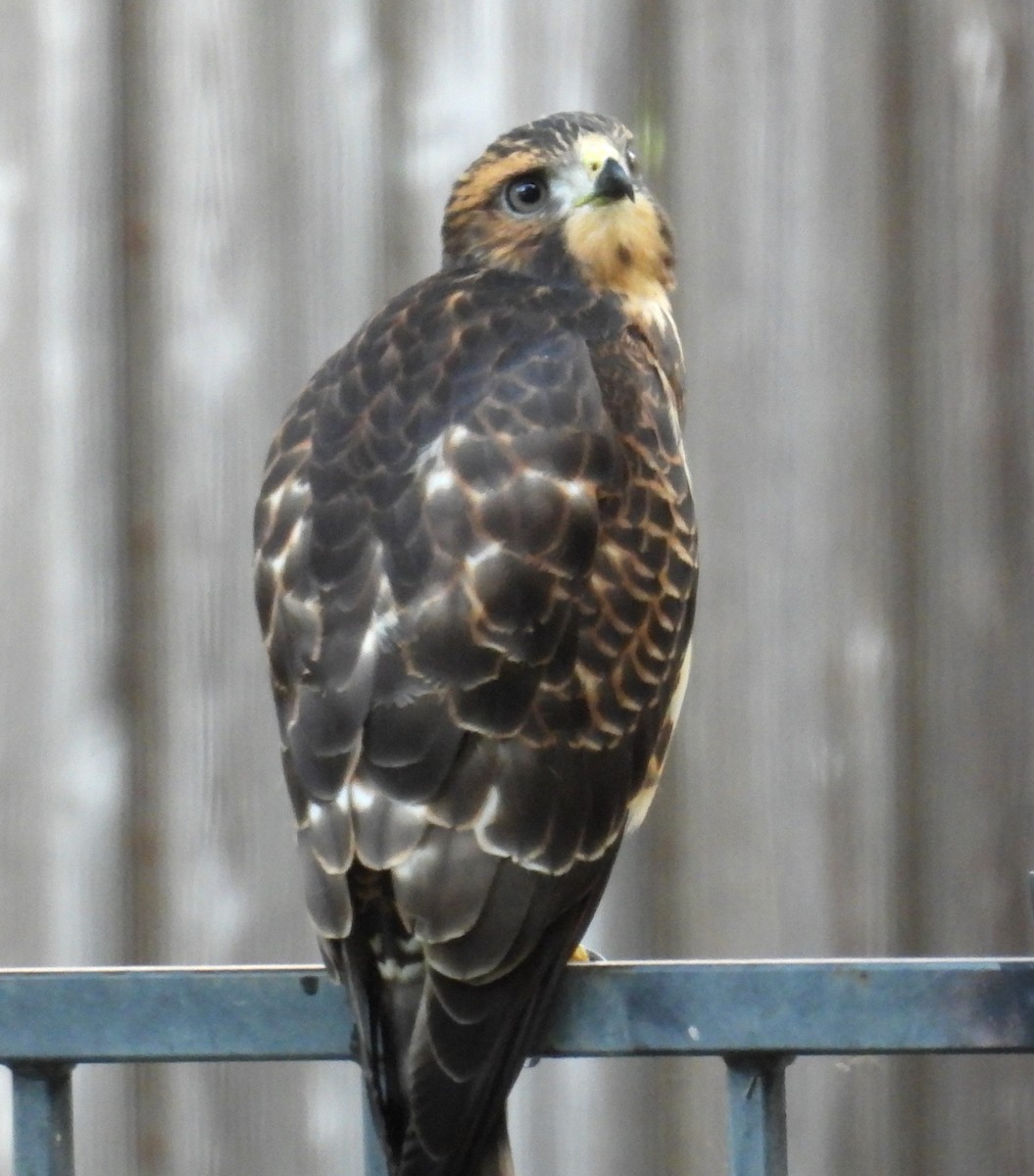 Broad-winged Hawk - ML601083371