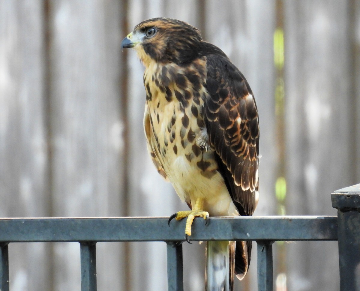 Broad-winged Hawk - ML601083431