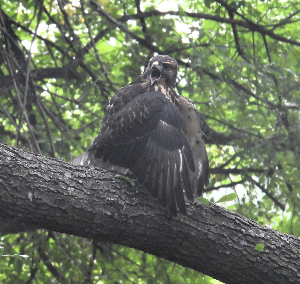 Broad-winged Hawk - ML601084091