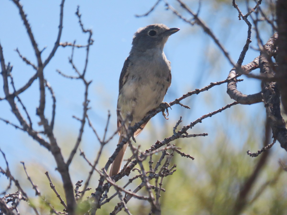 Gri Vireo - ML601085201