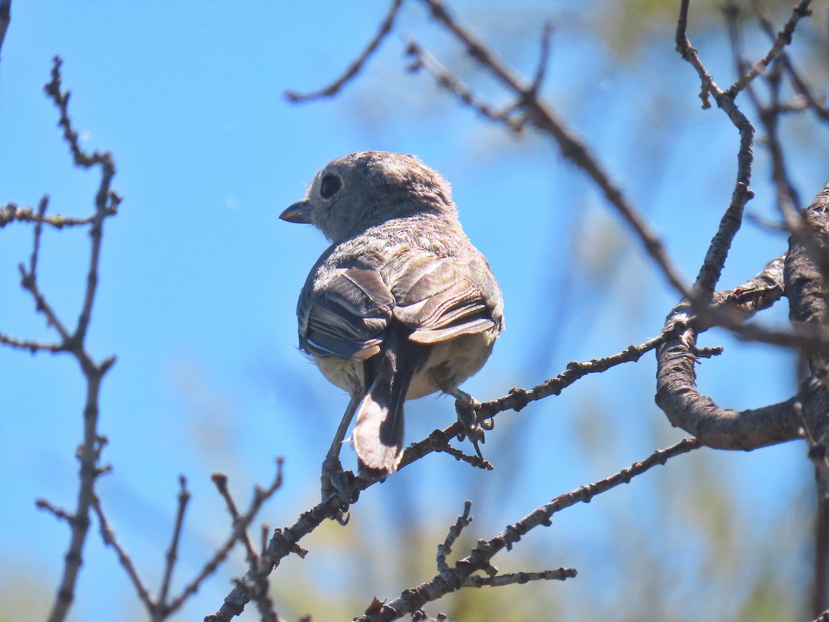Gri Vireo - ML601085231
