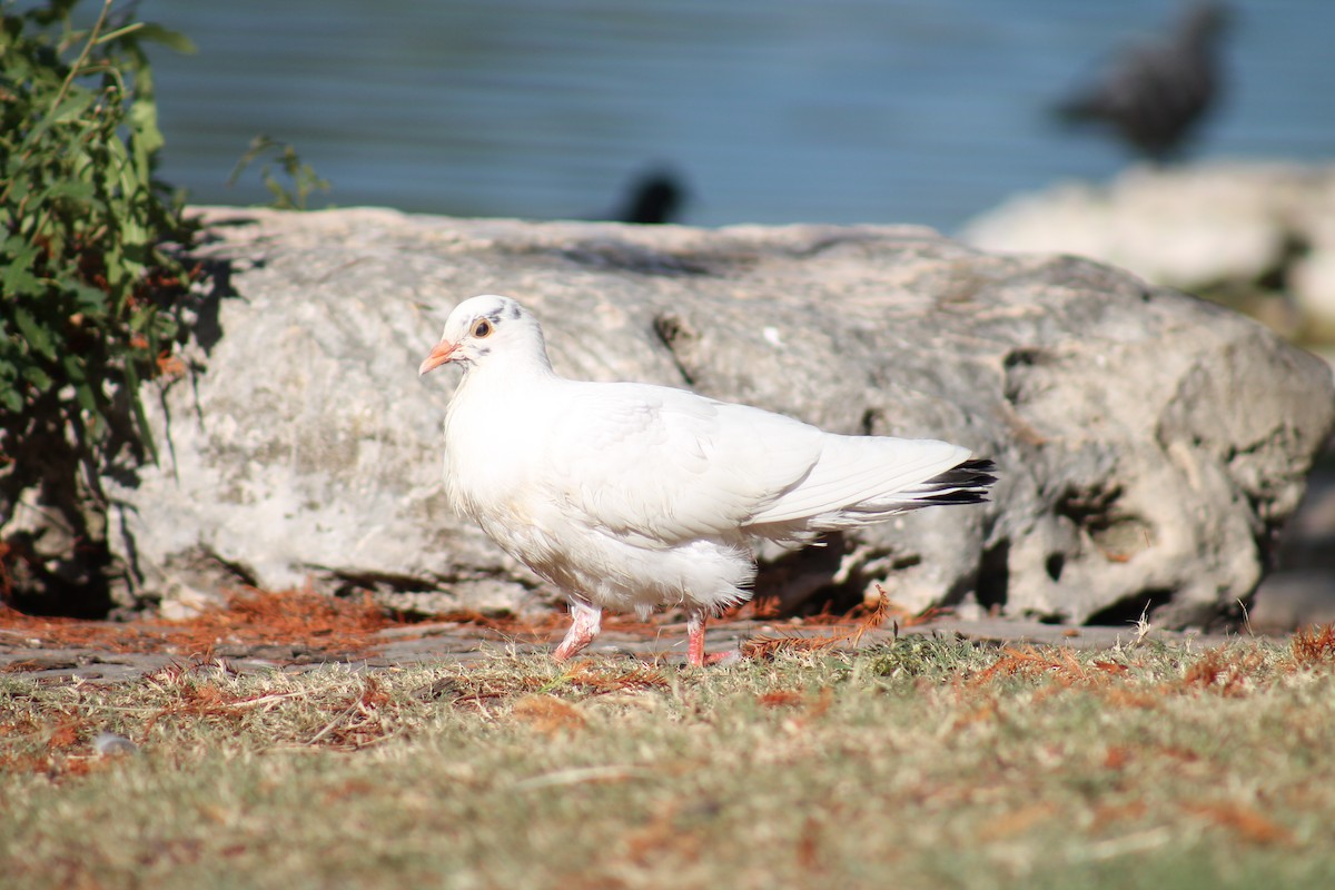 Rock Pigeon (Feral Pigeon) - ML601085401