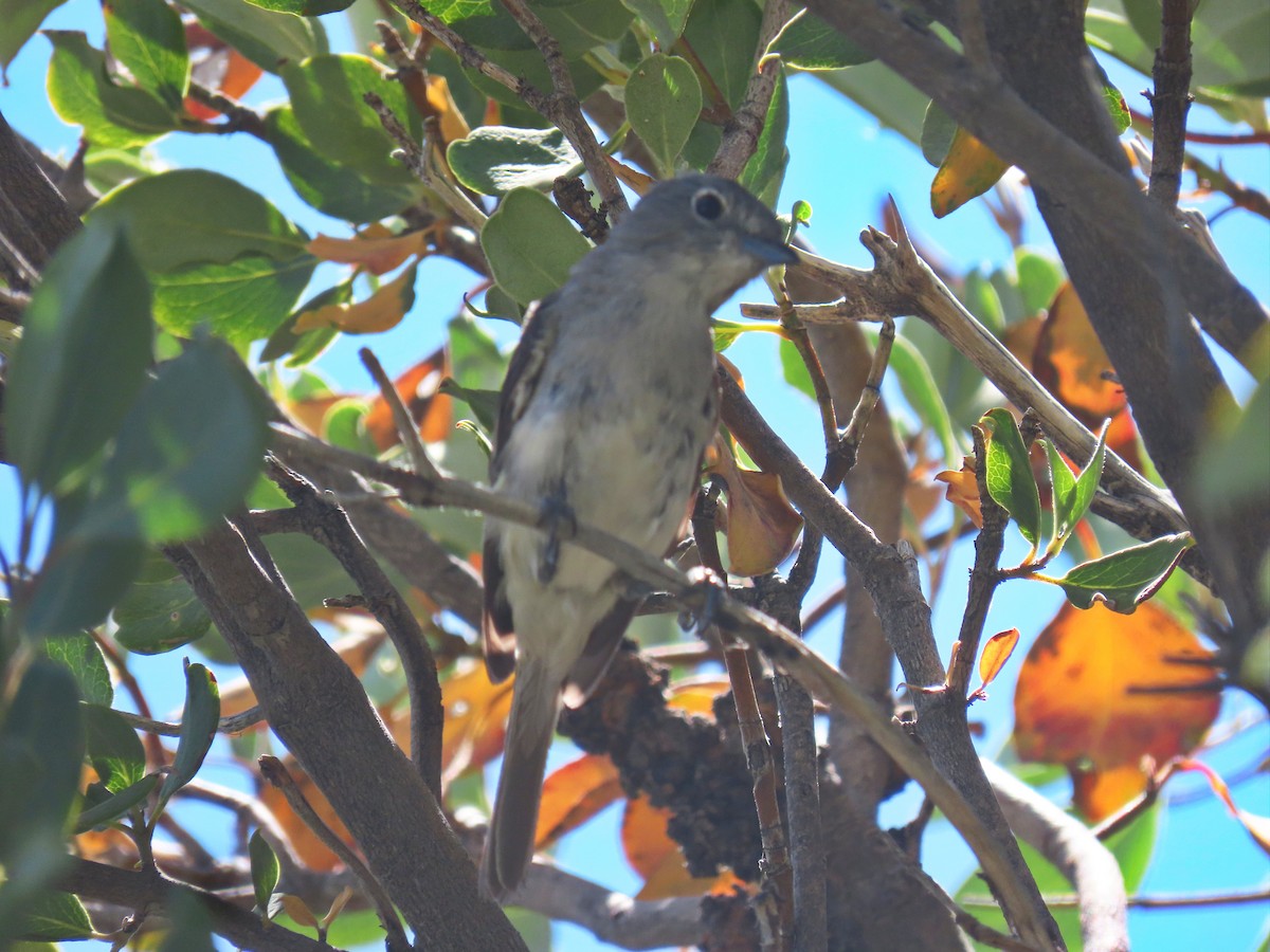 Gri Vireo - ML601085651
