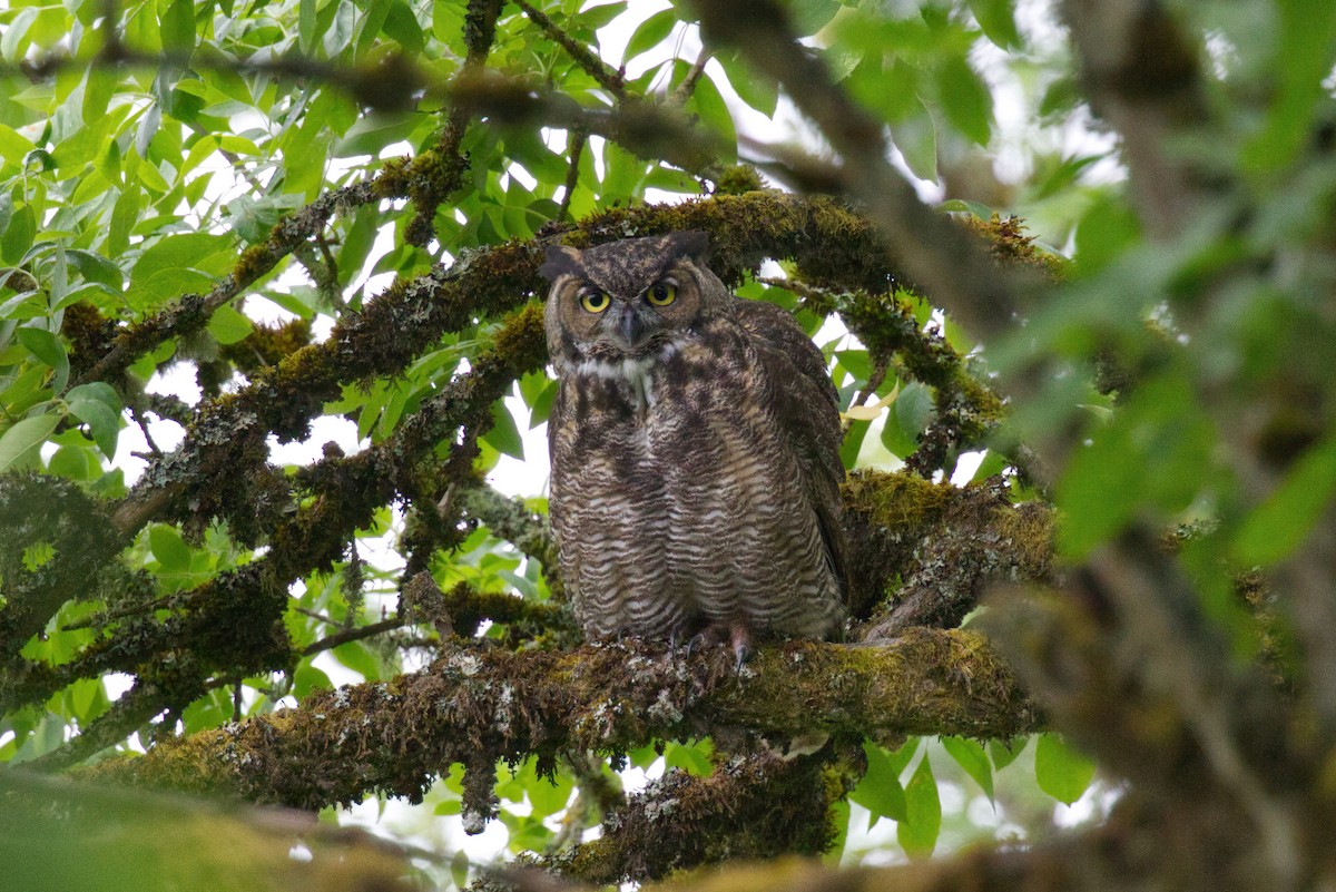 Great Horned Owl - ML601085711