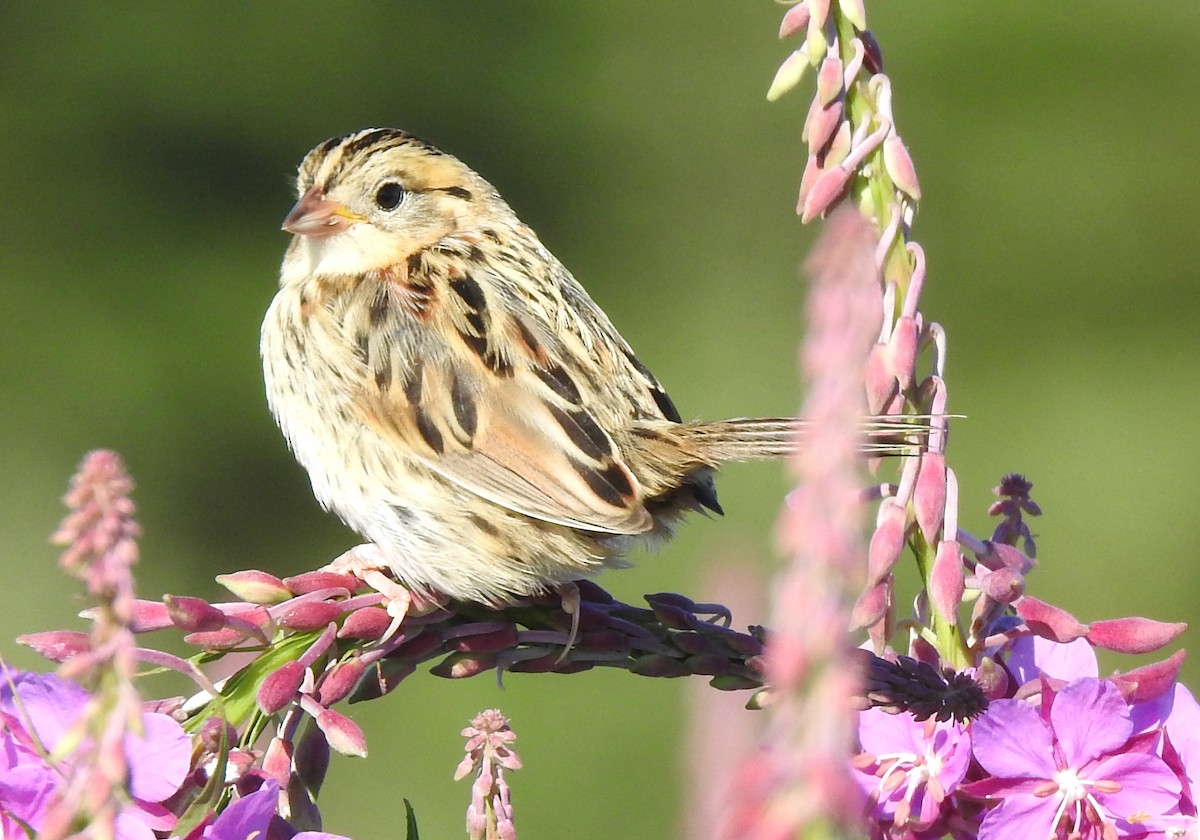 LeConte's Sparrow - ML601086001