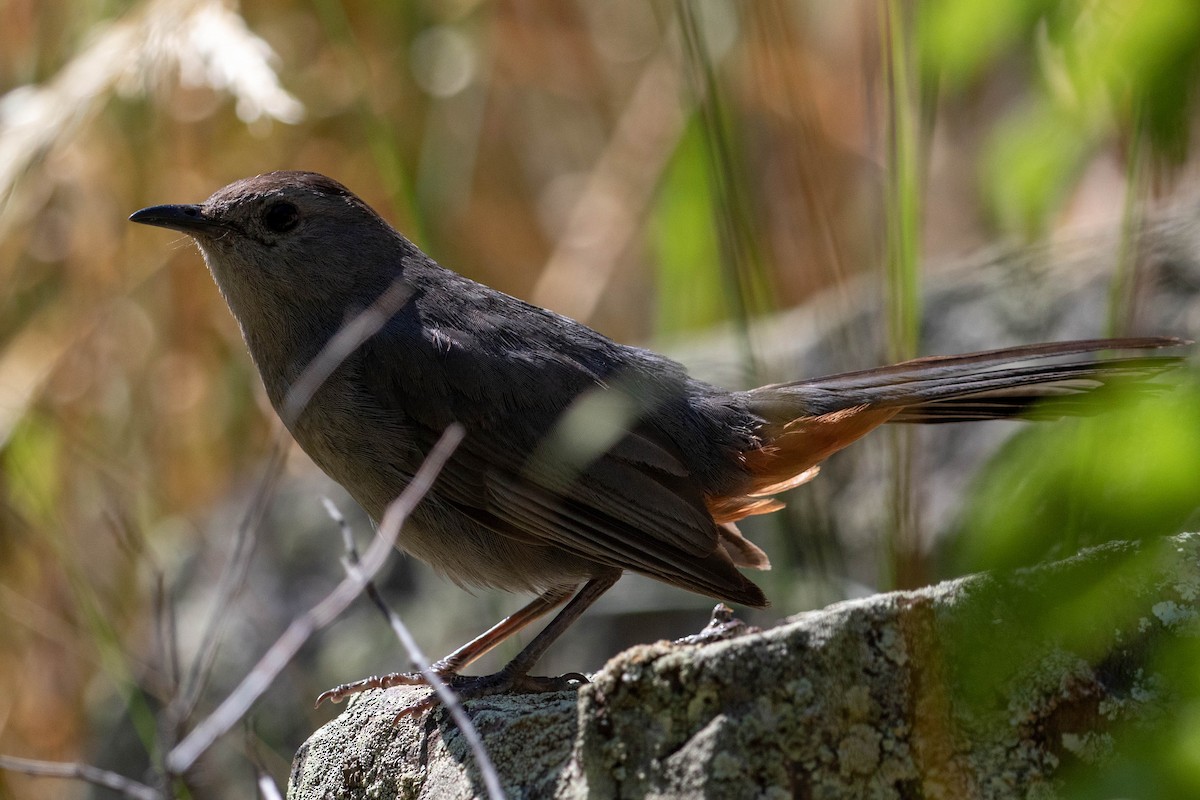 Gray Catbird - ML601086991