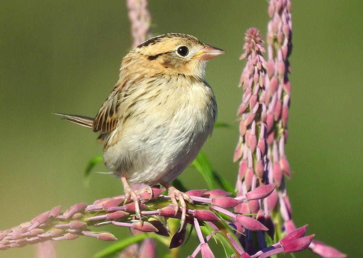 LeConte's Sparrow - Jean Iron