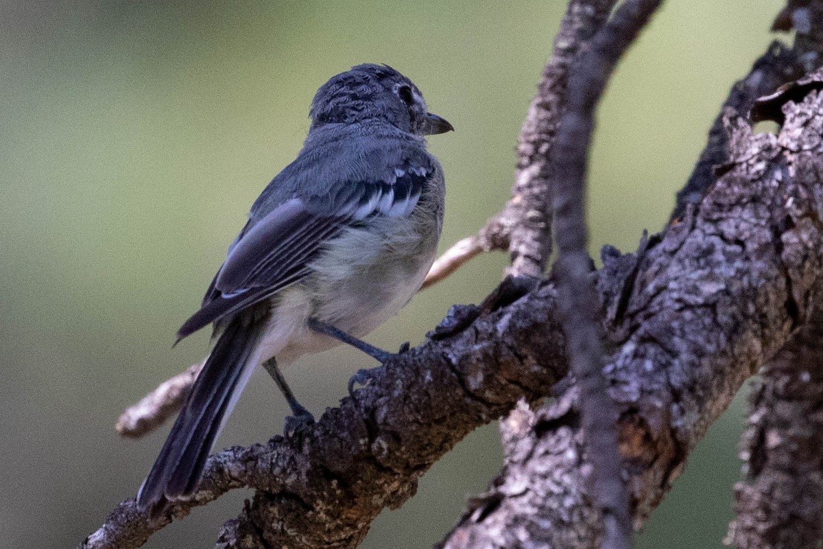 Plumbeous Vireo - Stephanie Levins