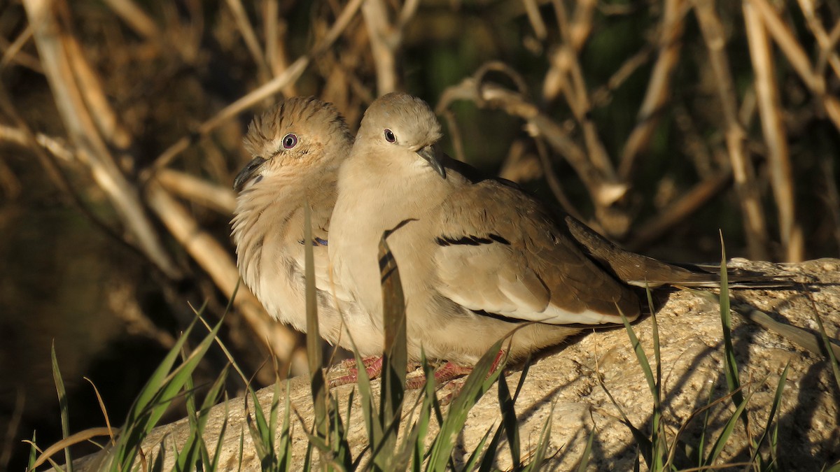 Picui Ground Dove - ML601088071