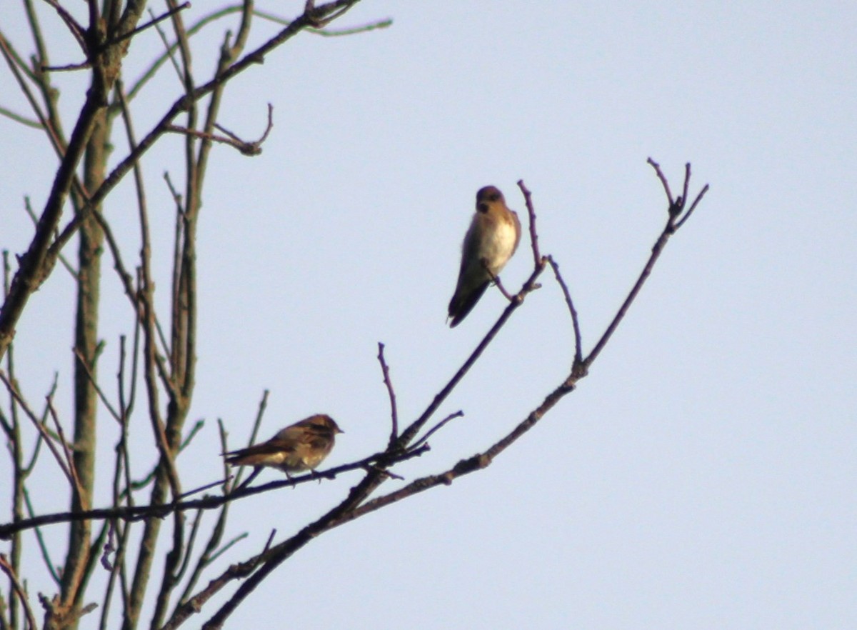 Northern Rough-winged Swallow - ML601088801