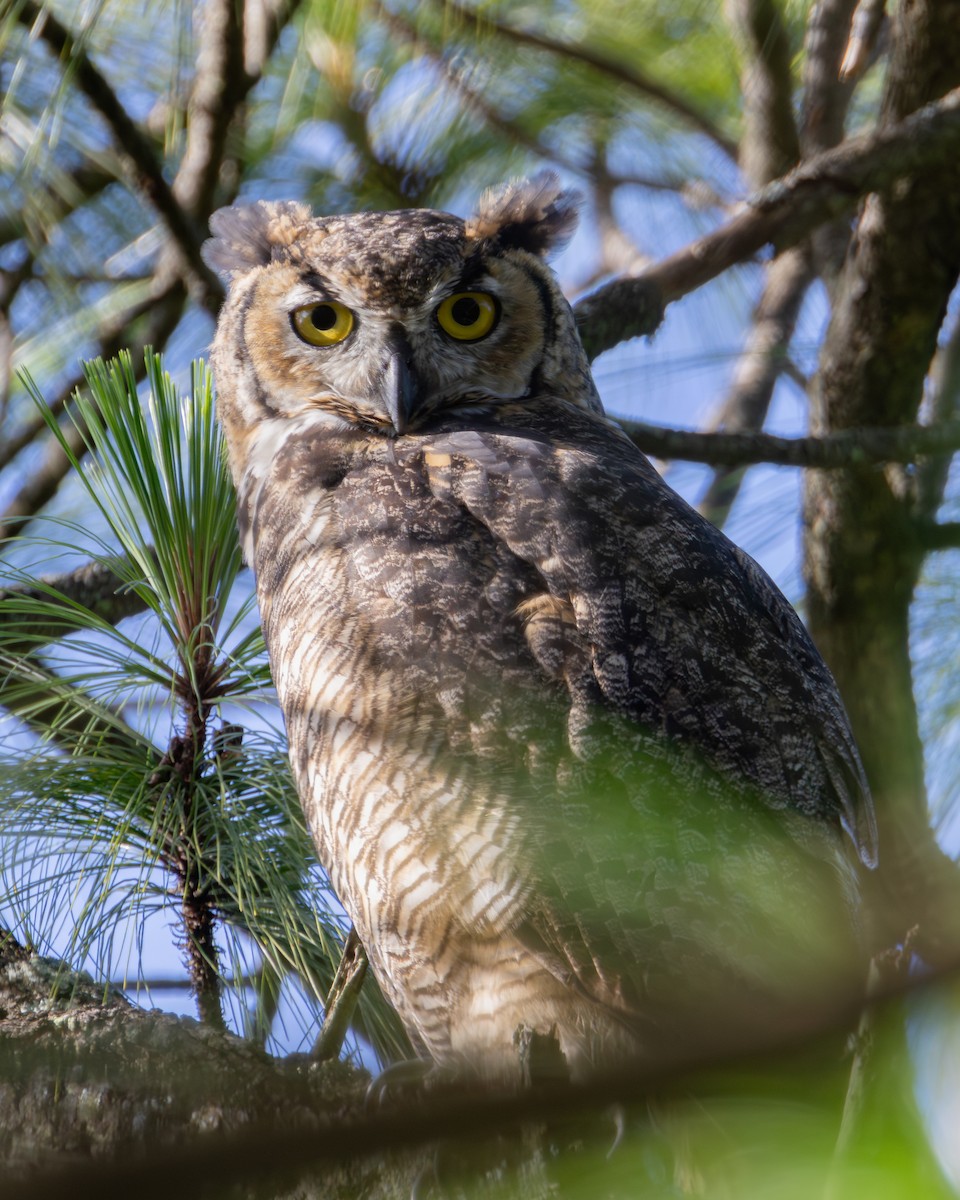 Great Horned Owl - ML601090041