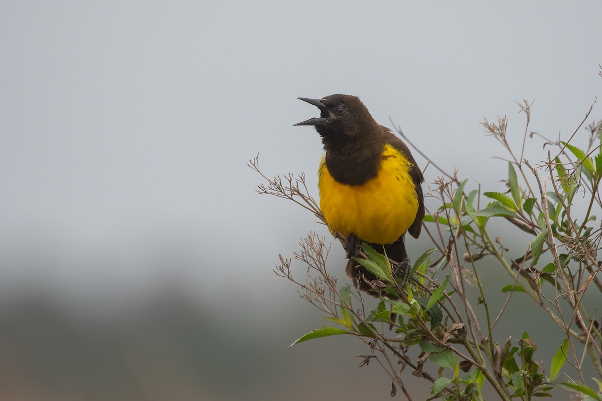 Yellow-rumped Marshbird - ML601090531