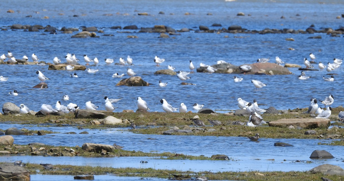 Bonaparte's Gull - ML601091951