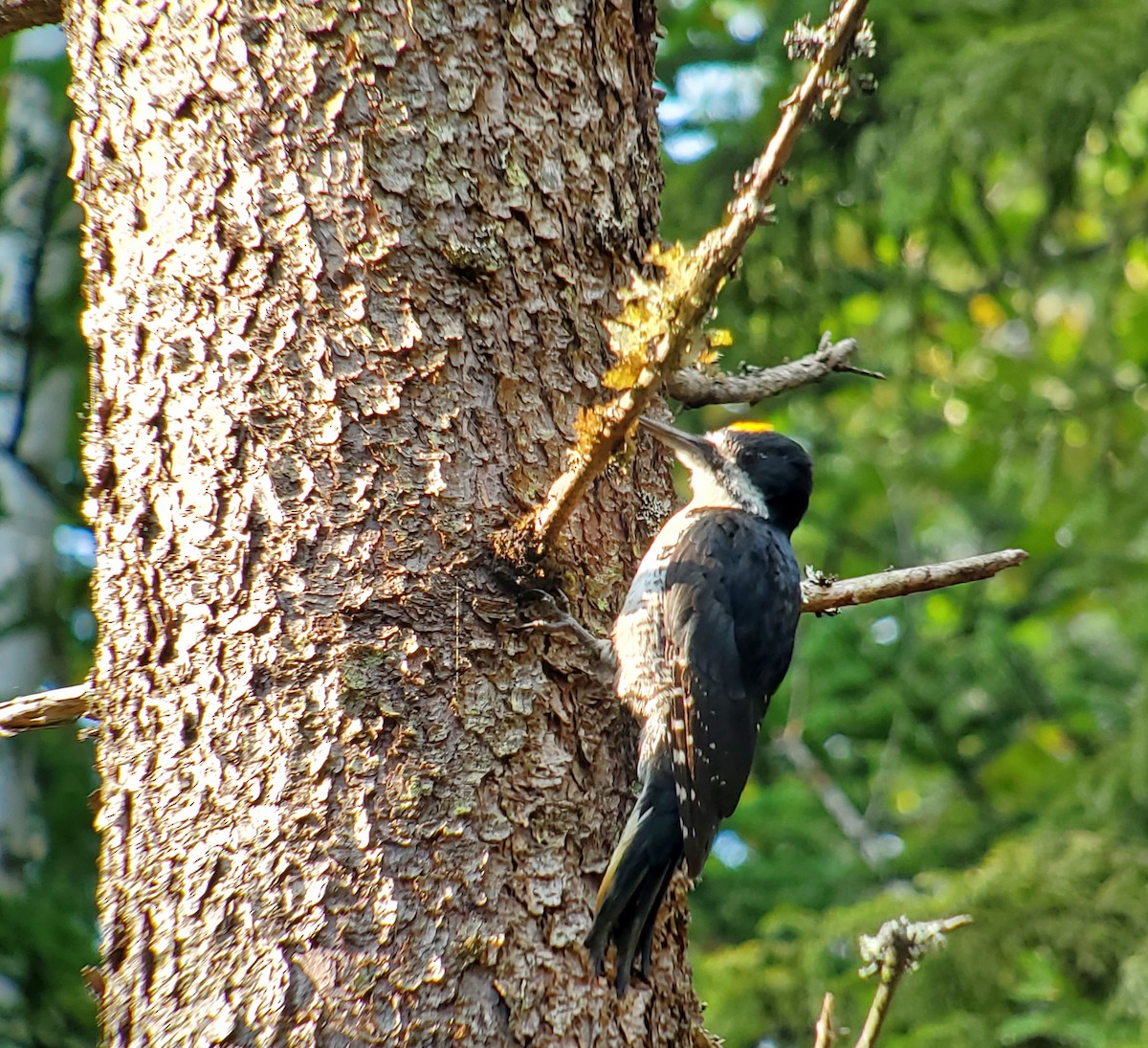 Black-backed Woodpecker - ML601091961