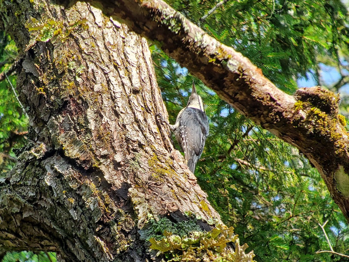 Black-backed Woodpecker - ML601091971