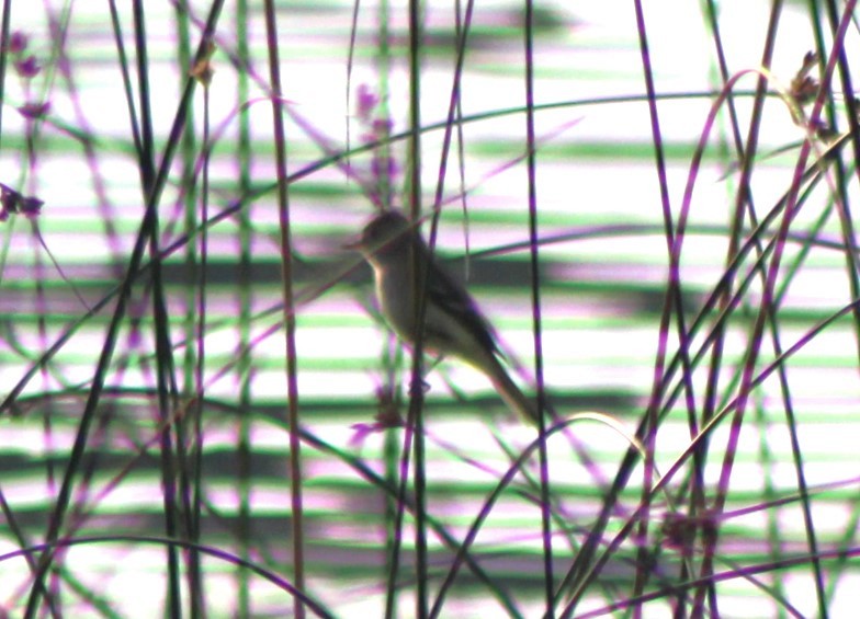 Willow Flycatcher - ML601092221