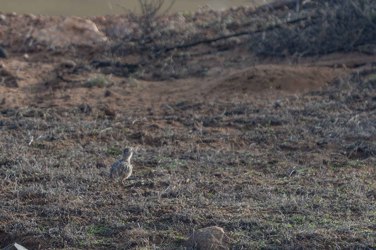 Least Seedsnipe - ML601092861