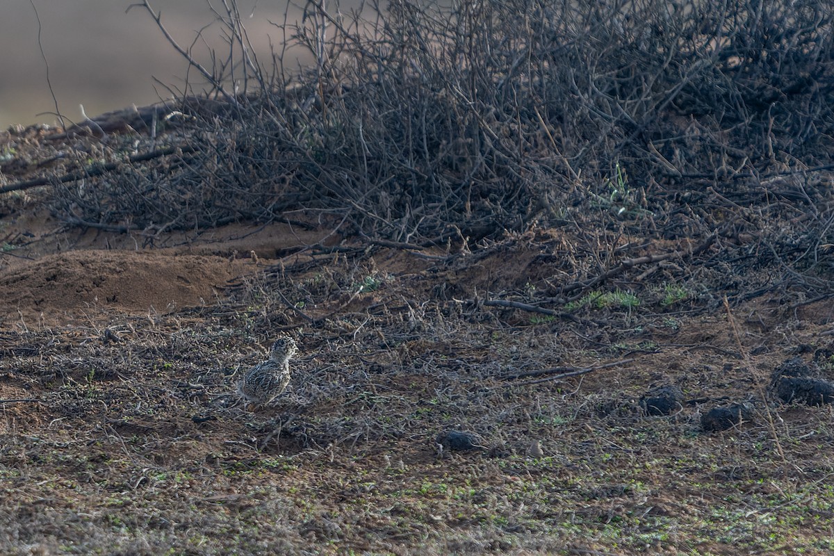 Least Seedsnipe - ML601092871