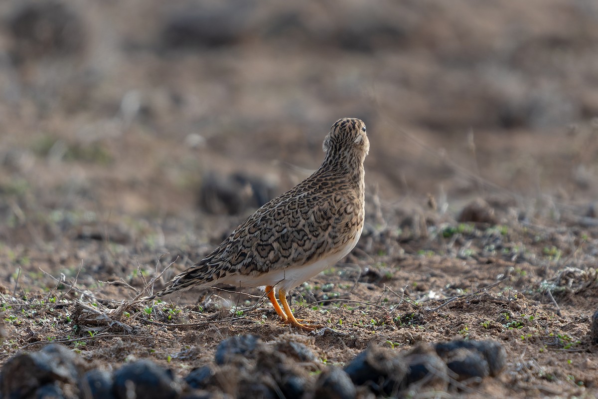 Least Seedsnipe - ML601092881