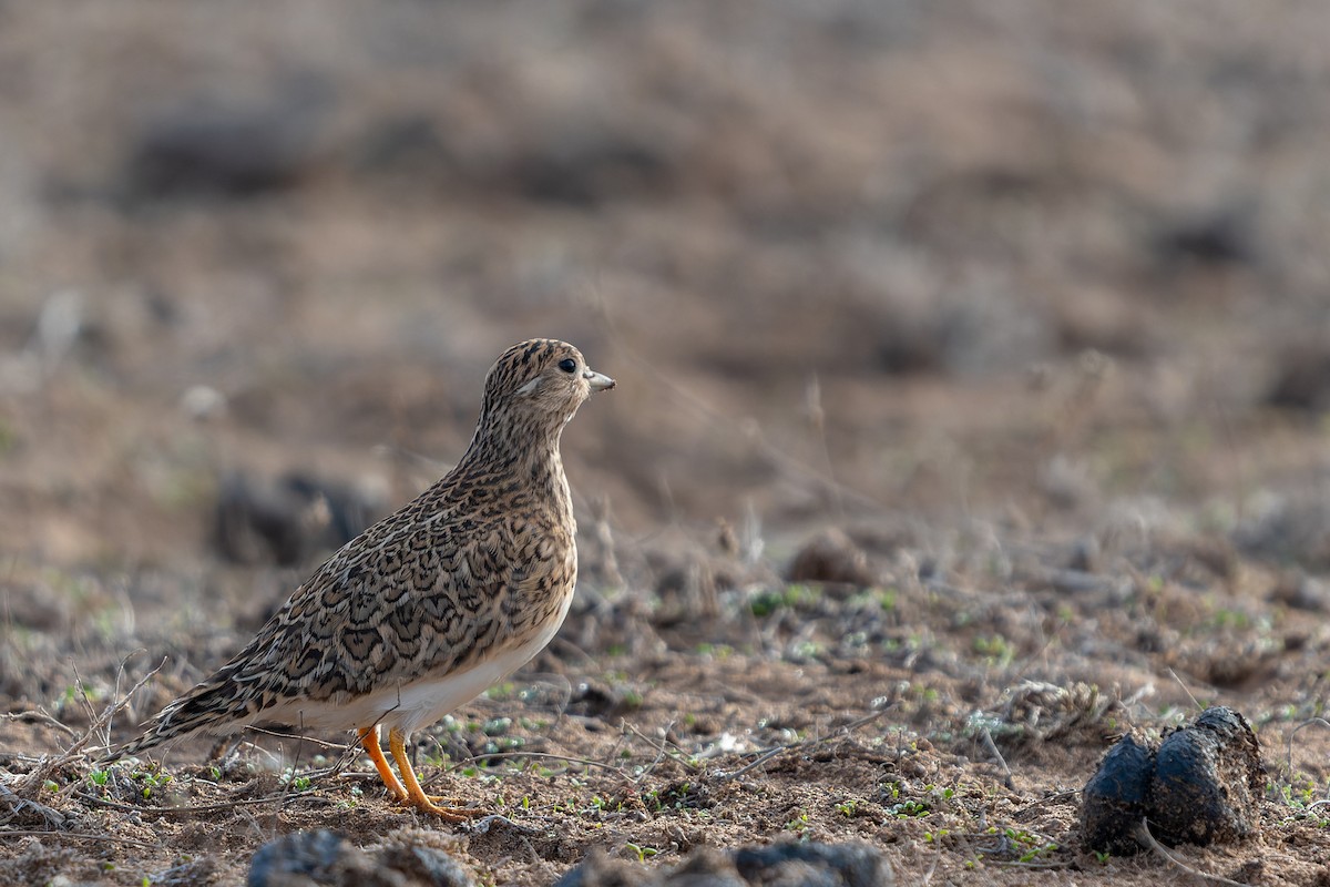 Least Seedsnipe - ML601092891