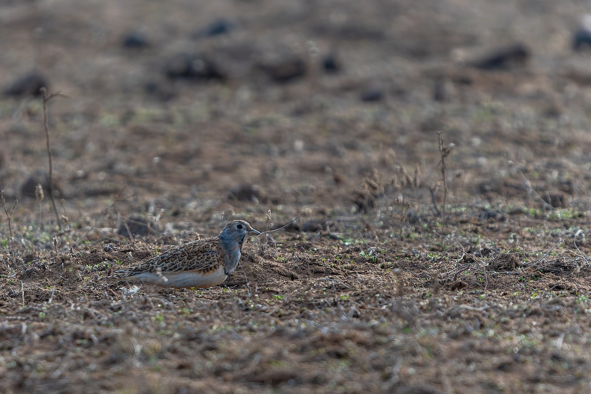 Least Seedsnipe - Fernando Cortés