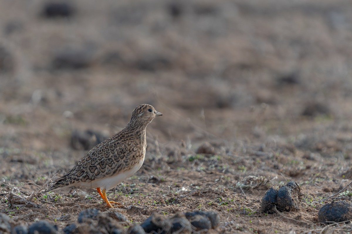 Least Seedsnipe - Fernando Cortés