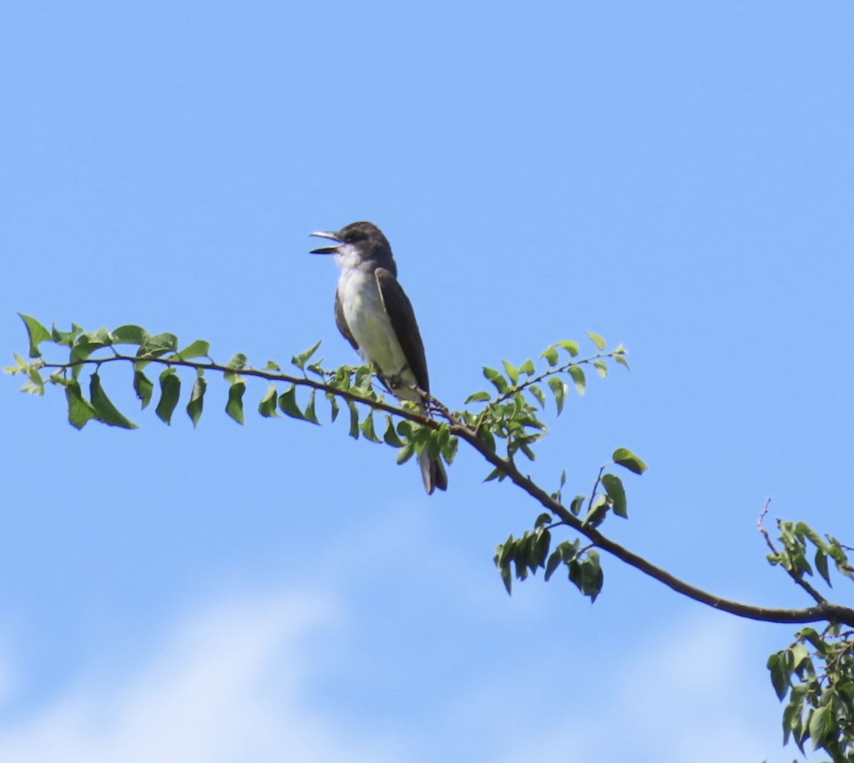 Dickschnabel-Königstyrann - ML601093401