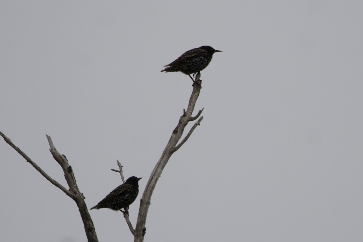 European Starling - ML601094131