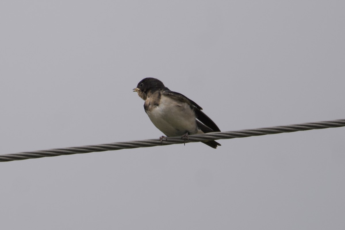 Barn Swallow - ML601094211