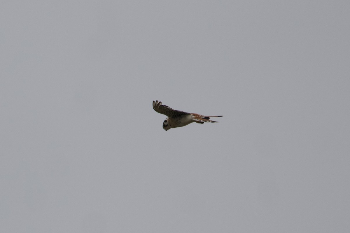 American Kestrel - ML601094301