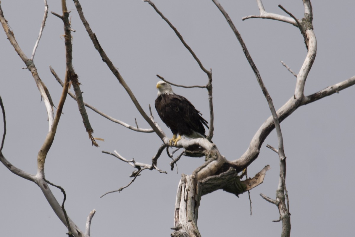 Bald Eagle - ML601094351