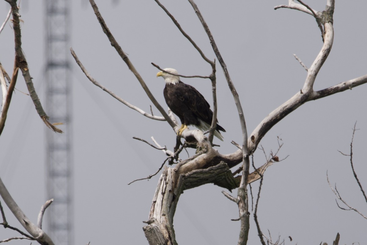 Bald Eagle - ML601094361