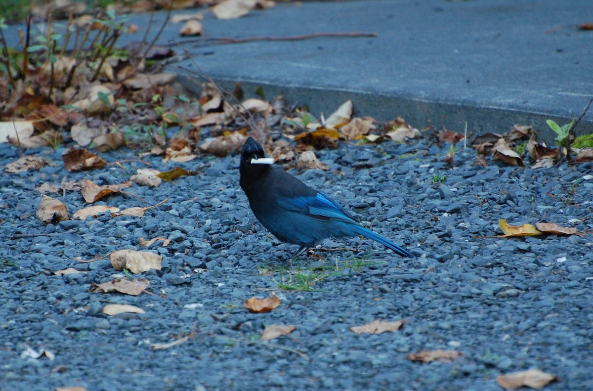 Steller's Jay - ML601094371