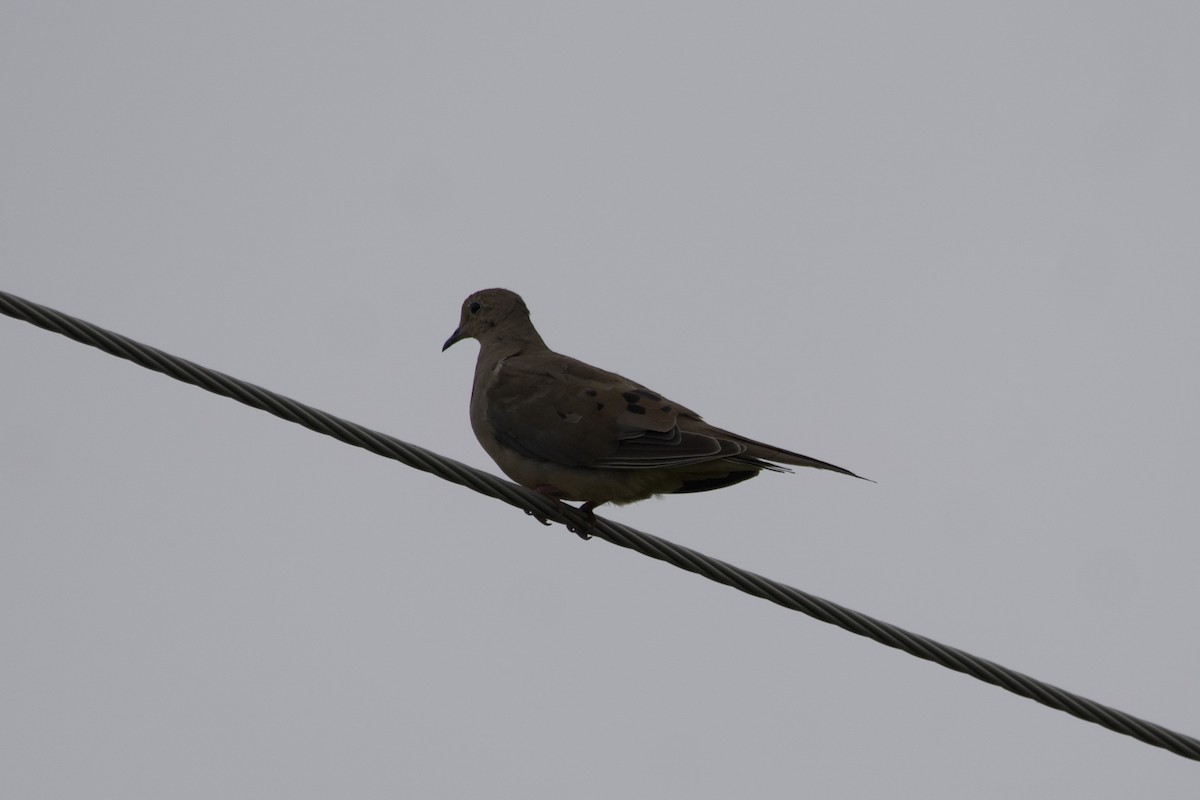 Mourning Dove - ML601094451