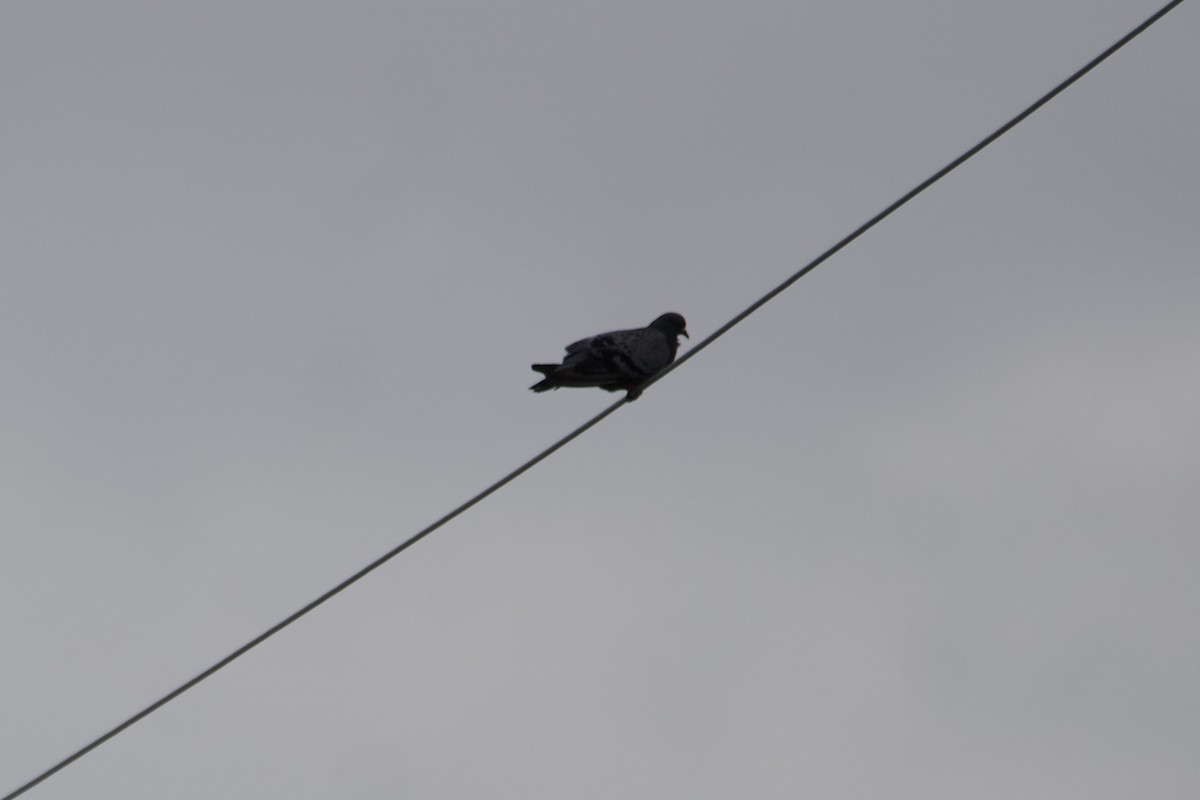 Rock Pigeon (Feral Pigeon) - ML601094461