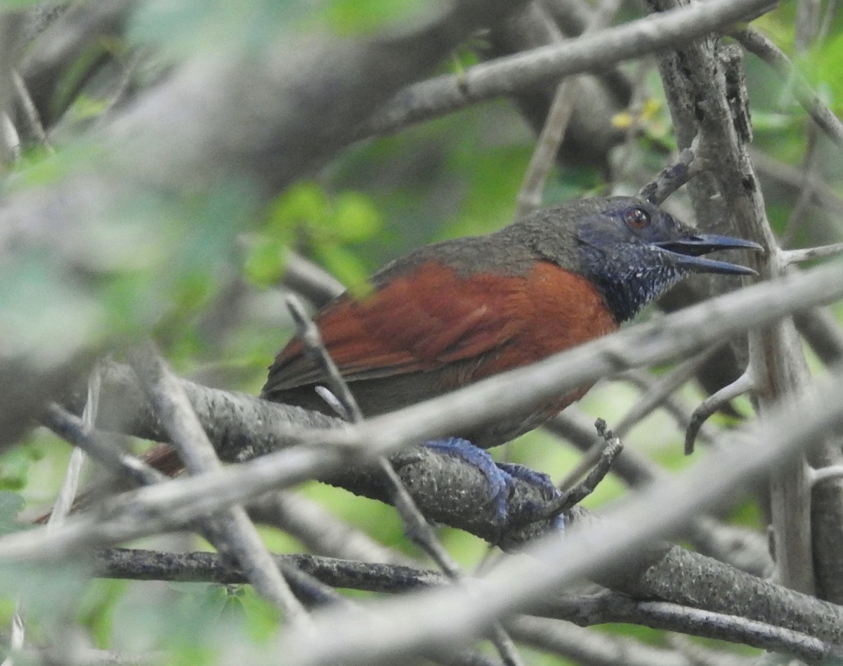 Rufous-breasted Spinetail - ML601095121