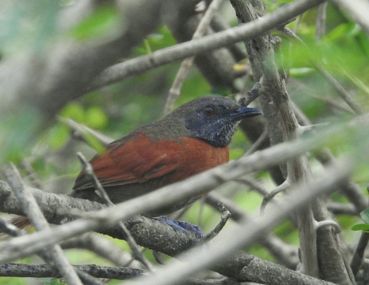Rufous-breasted Spinetail - ML601095131